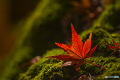 2025年 大山祇神社の紅葉 4