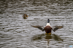 池のカモ達１