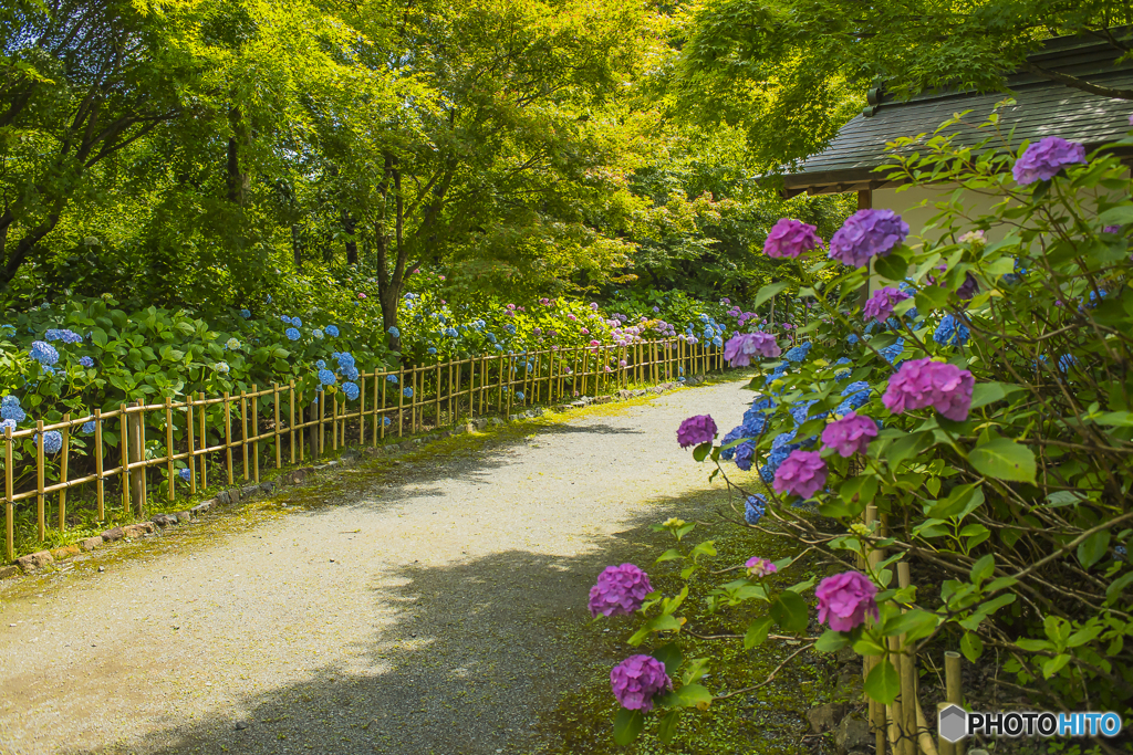 2025年 呑山観音寺の紫陽花 ３