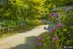 2025年 呑山観音寺の紫陽花 ３