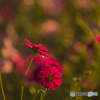秋桜園 １１