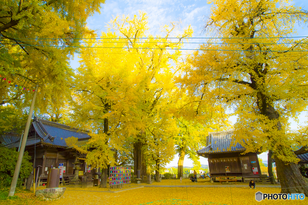 2025年 黄色く染まった綾部神社 2