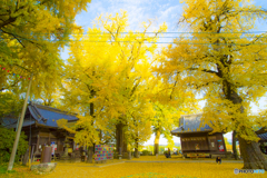 2025年 黄色く染まった綾部神社 2