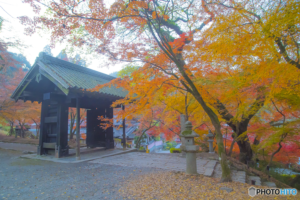 2025年 秋月の紅葉 4