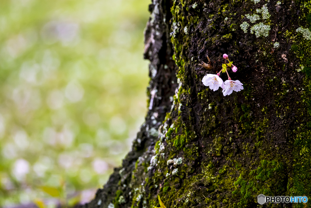 公園の桜１