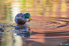 公園散策 マガモ９