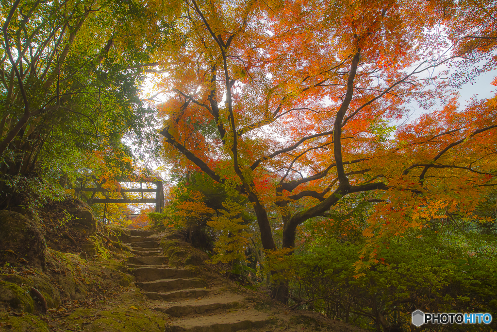 2025年 仁比山神社の紅葉 6