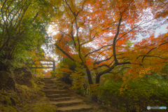 2025年 仁比山神社の紅葉 6