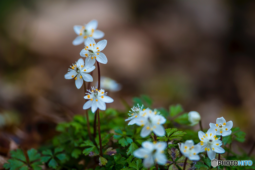 2026年 梅花黄蓮 1