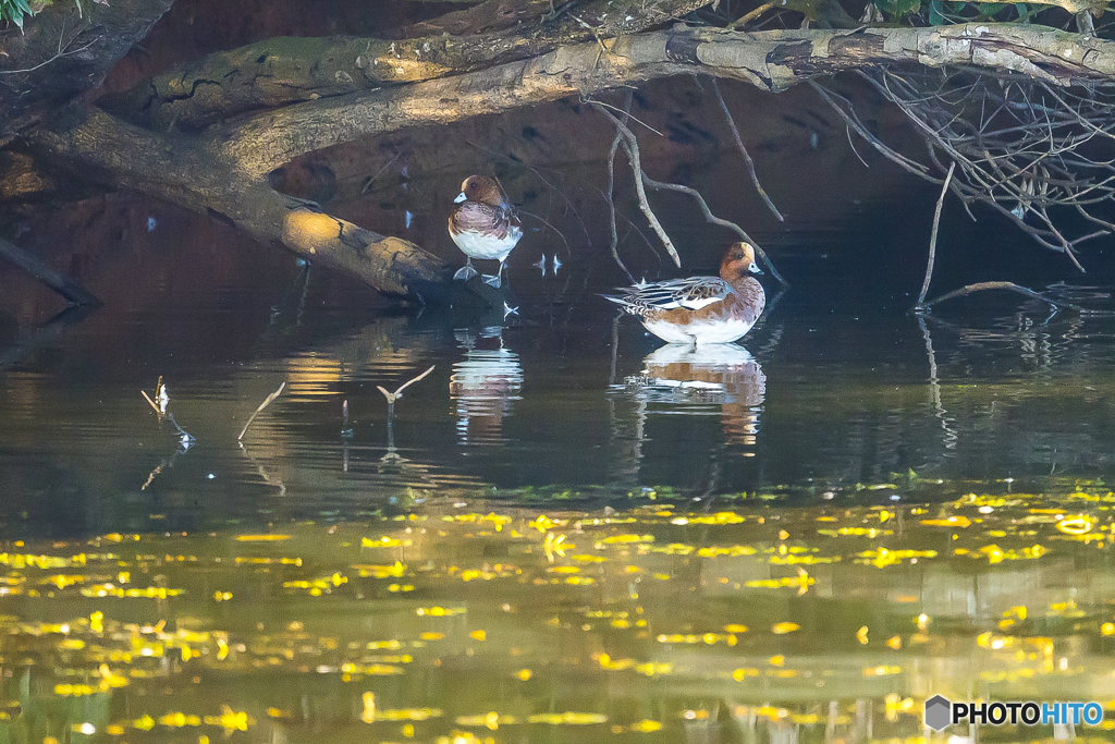  2025年 池の住人達　1