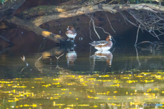  2025年 池の住人達　1