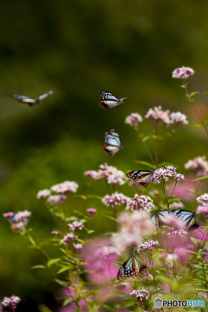 くじゅう花公園のアサギマダラ５