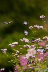 くじゅう花公園のアサギマダラ５