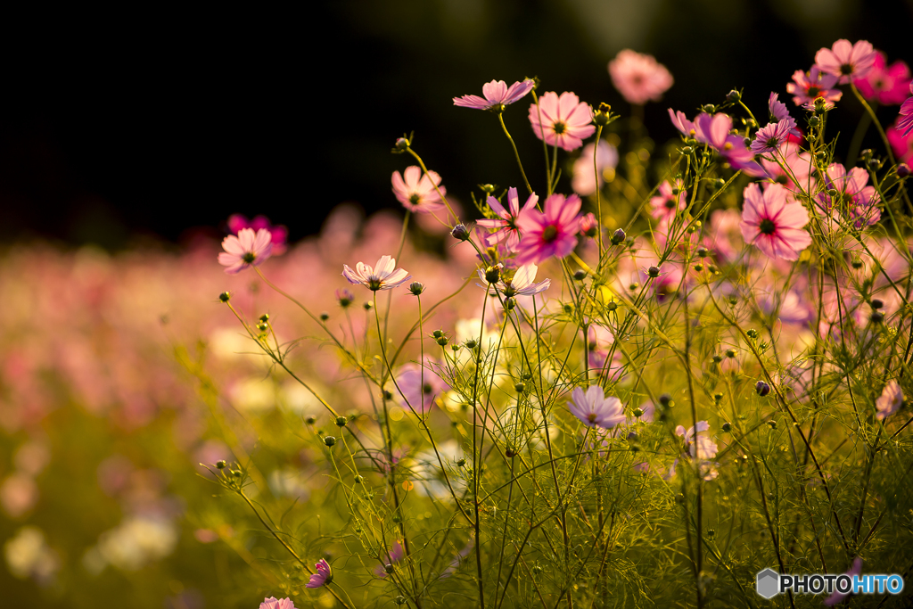 輝くコスモス１