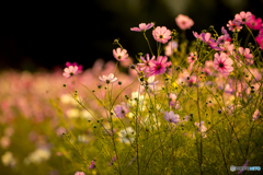 輝くコスモス１