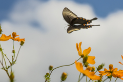 キバナコスモスとカラスアゲハ