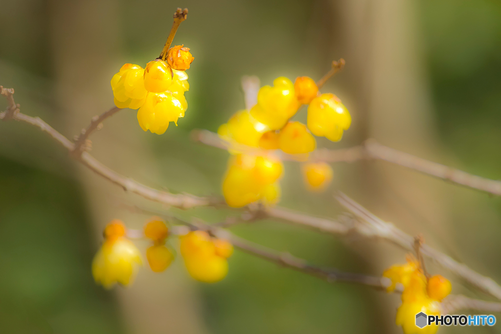 2026年 徐福館に咲く蝋梅 5