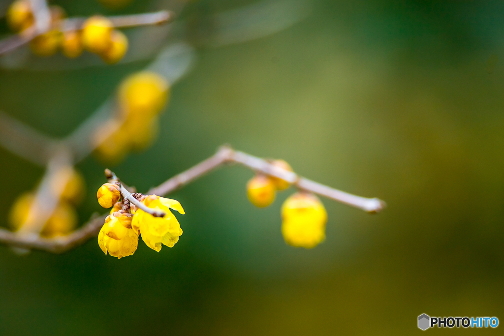 2026年 石橋文化センター散策 15