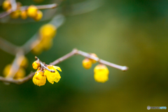 2026年 石橋文化センター散策 15