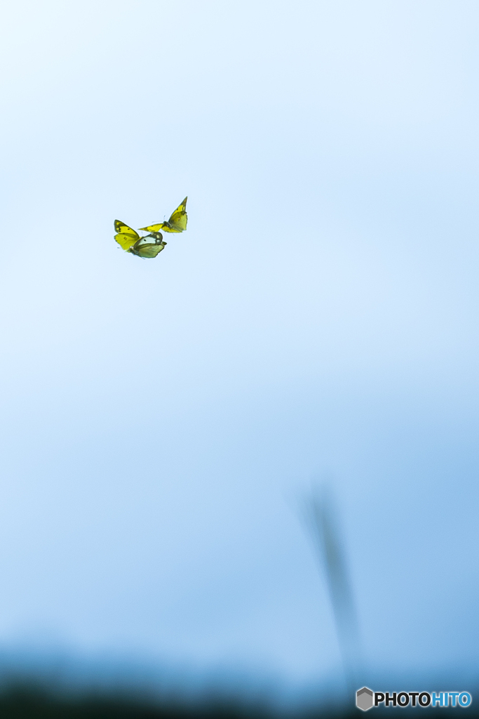 ヒゴタイ公園 モンキチョウ飛翔３