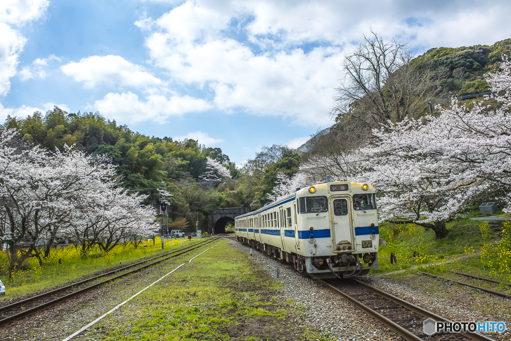 2025年 桜列車（JR日田彦山線）３