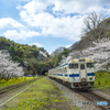 2025年 桜列車（JR日田彦山線）３