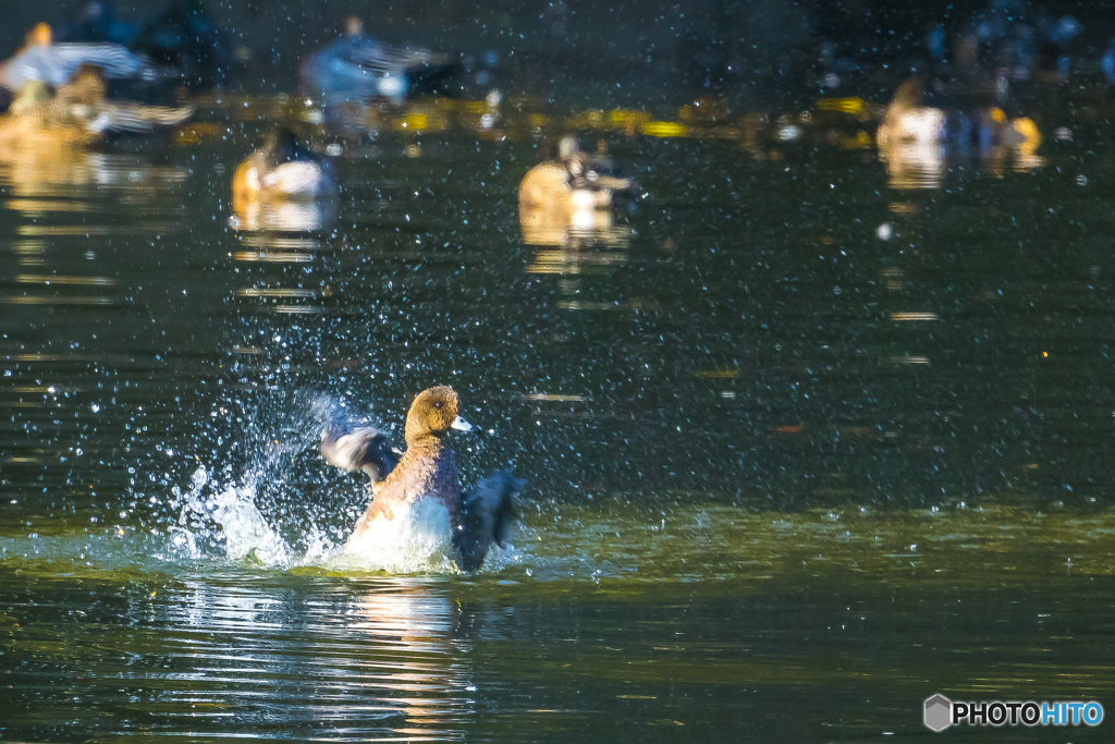 2025年 池の住人達 1