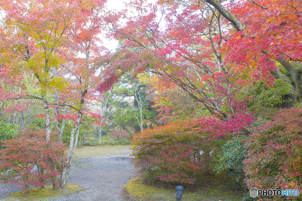 2025年 金鱗湖の紅葉 5
