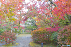 2025年 金鱗湖の紅葉 5