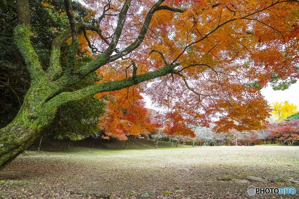 秋月城跡の紅葉４