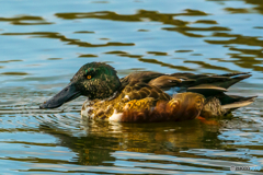 2026年 ハシビロガモ 2