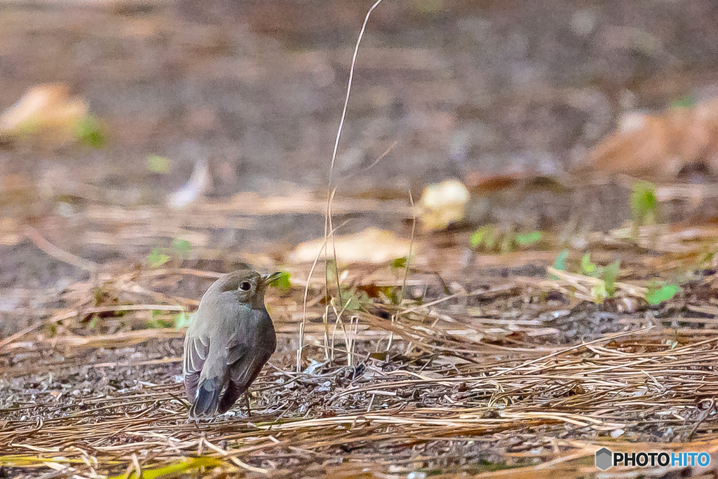 2026年 ニシオジロビタキ 4