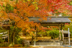 2024年 仁比山神社の紅葉 ７