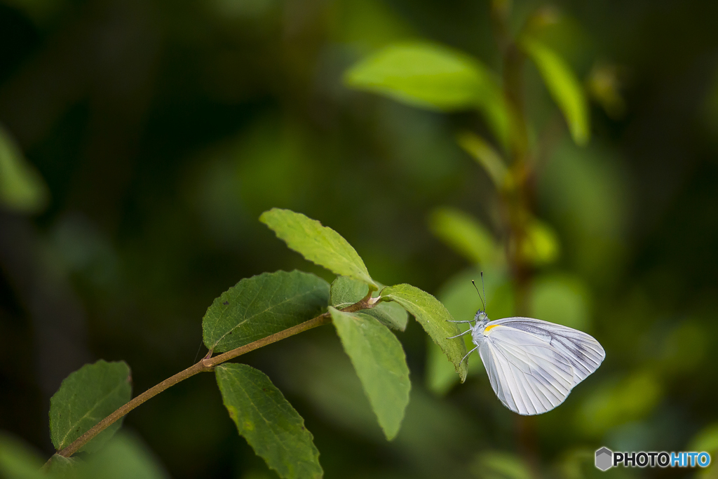 真夏の樫原湿原 ２