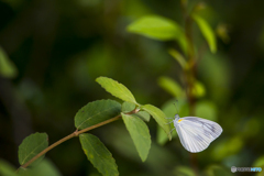 真夏の樫原湿原 ２