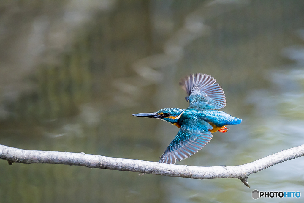 公園のカワセミ３７