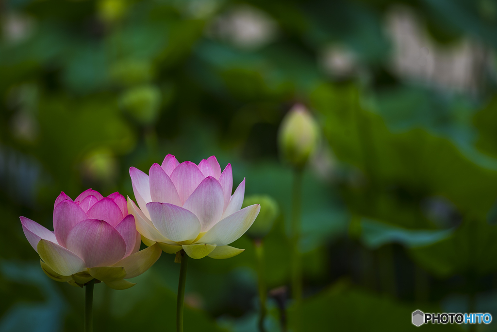唐比蓮園 １３