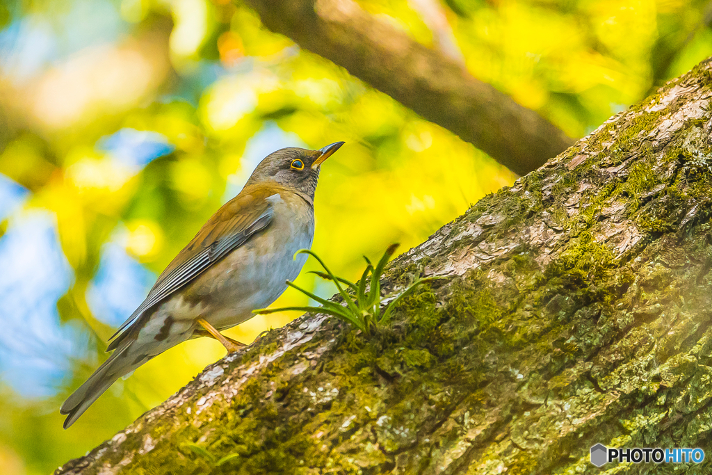 2026年 石橋文化センター散策 2