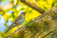 2026年 石橋文化センター散策 2