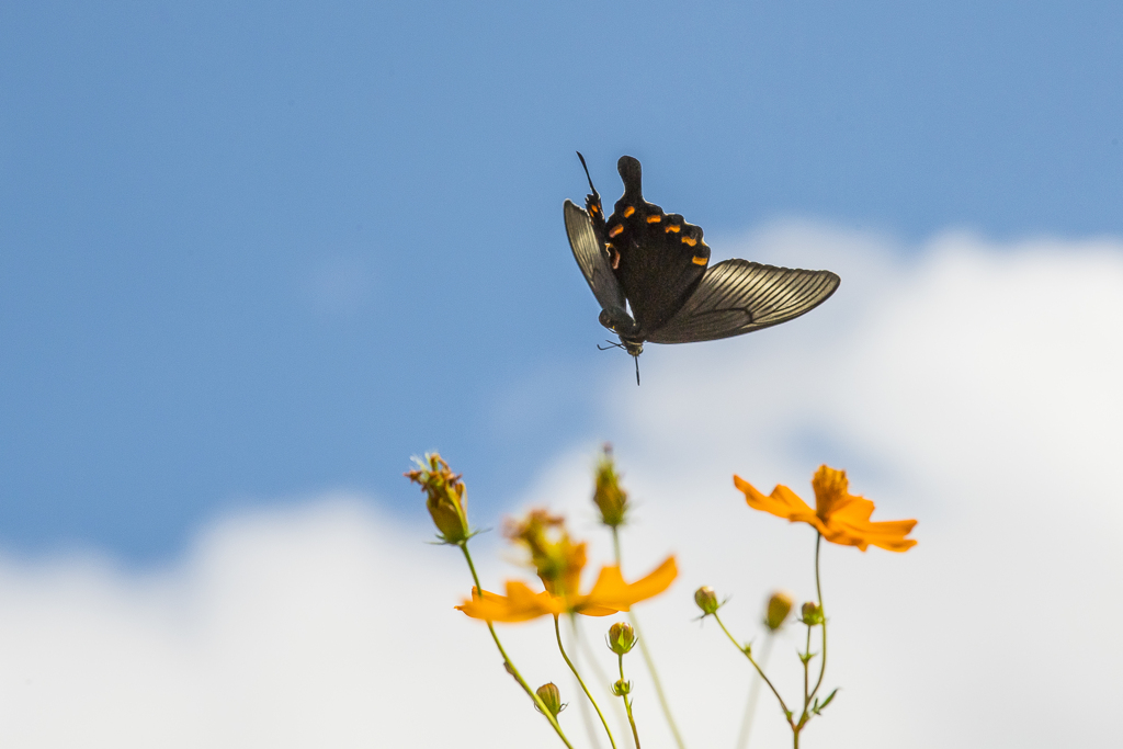 キバナコスモスとカラスアゲハ