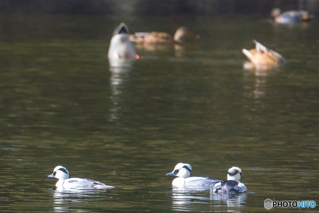 2026年 ミコアイサ 5