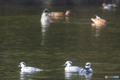 2026年 ミコアイサ 5