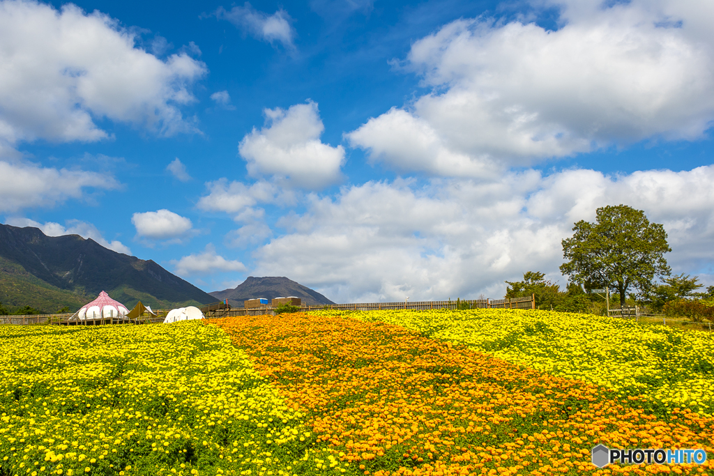 Marigold Hill１