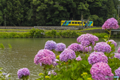 2025年 平成筑豊鉄道 紫陽花列車 ２