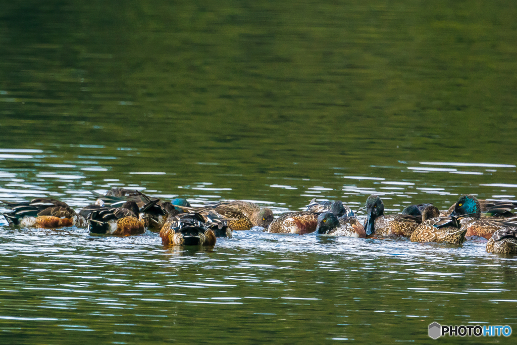 2026年 ハシビロガモ 1