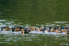 2026年 ハシビロガモ 1