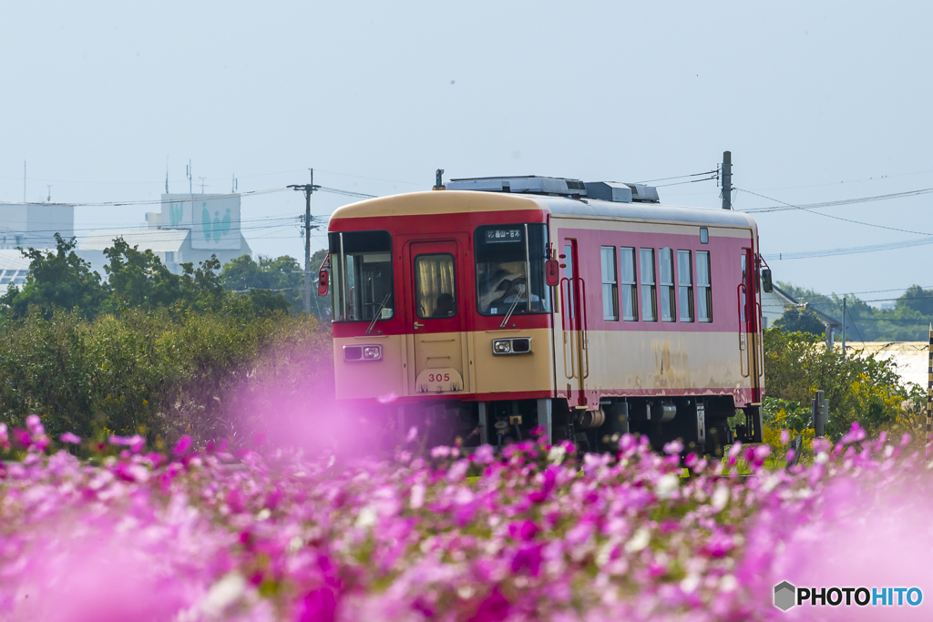 甘鉄 コスモス列車 ３