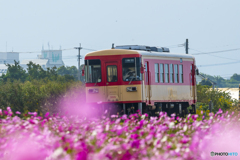 甘鉄 コスモス列車 ３