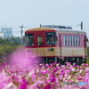 甘鉄 コスモス列車 ３