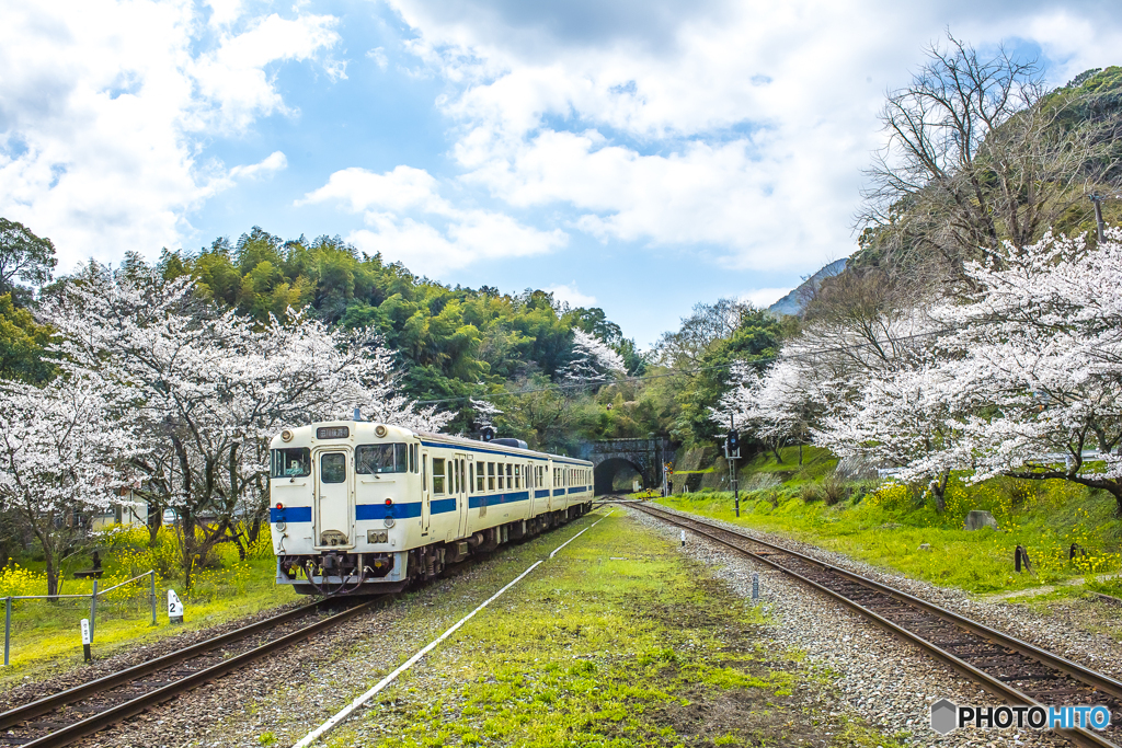 2025年 桜列車（JR日田彦山線）６